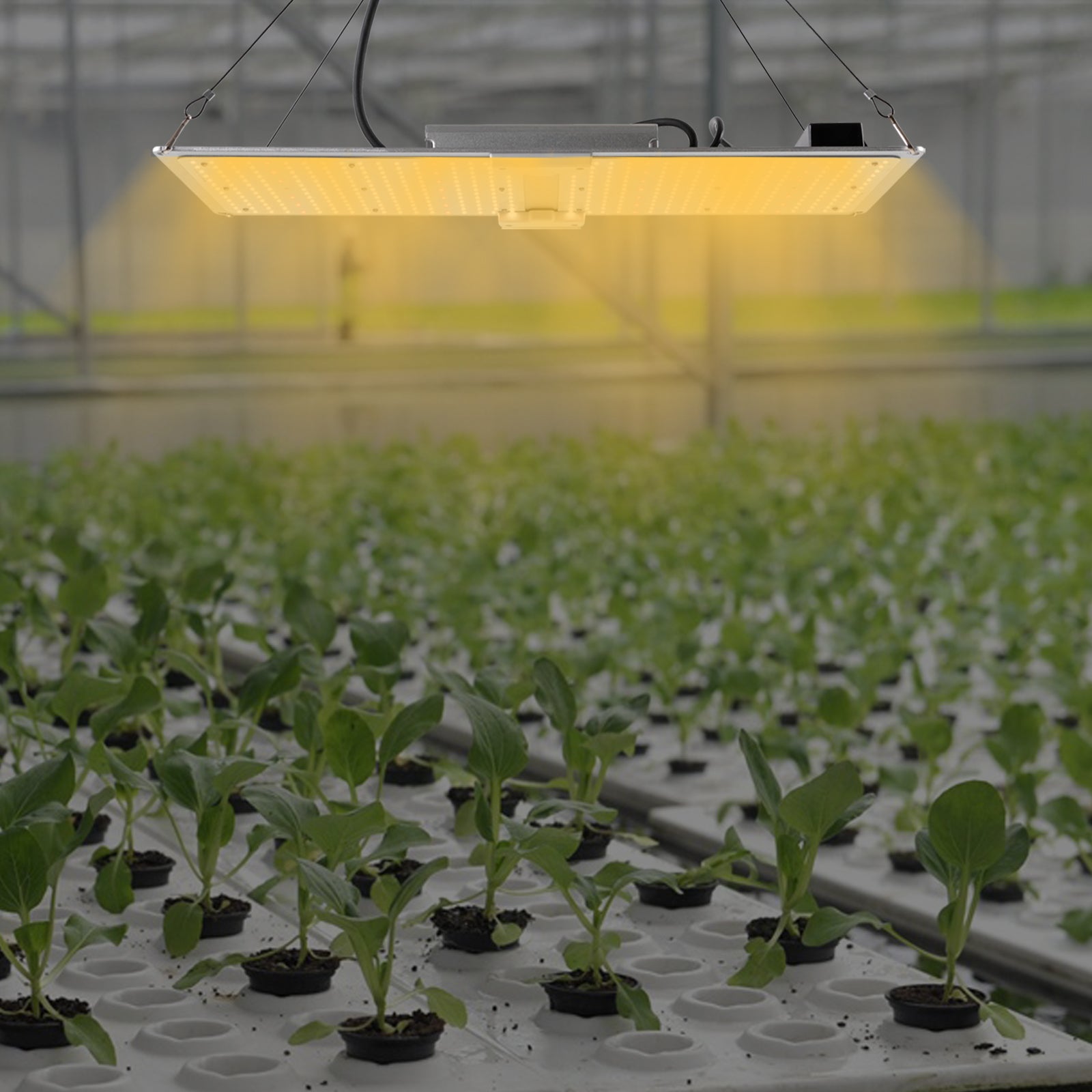 Lampada a LED Grow Light, 450 W, per interni, spettro completo con LM301B e dimmerabile, per piante idroponiche, verdure, fiori